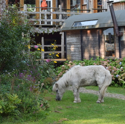 Ulliwood in Bokel Ulliwood in Bokel