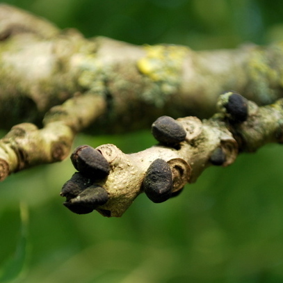 Knospen Knospen