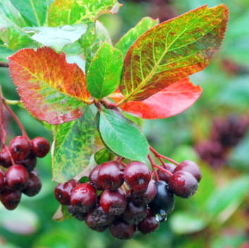 Aronia Aronia