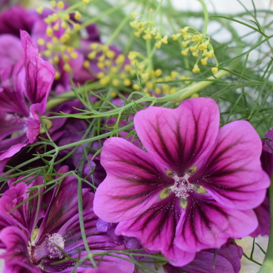 Malvenblüte Malvenblüte