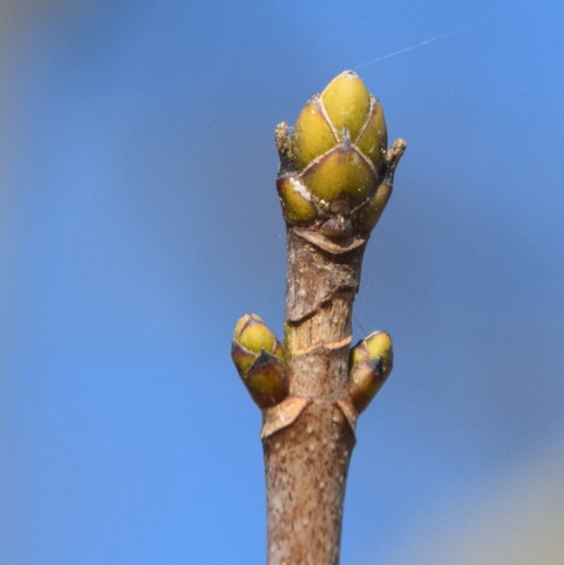 Bergahornknospen