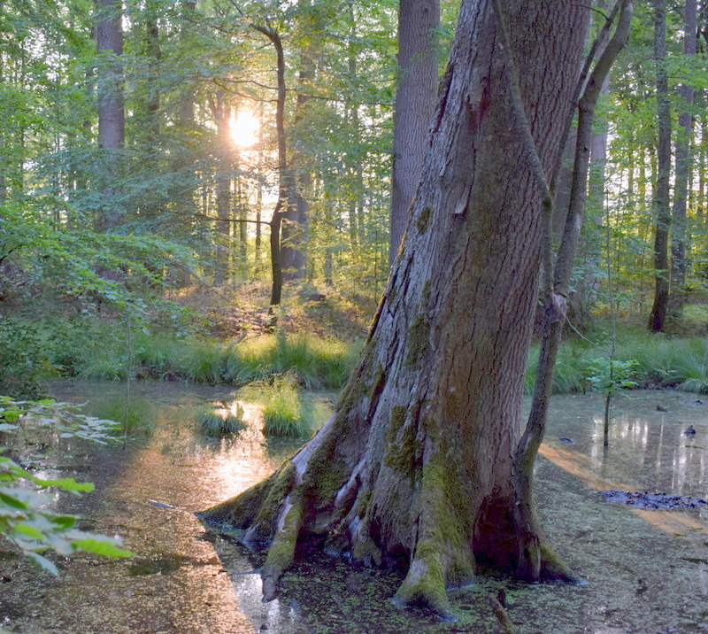 Baumkunde beginnt im Wald