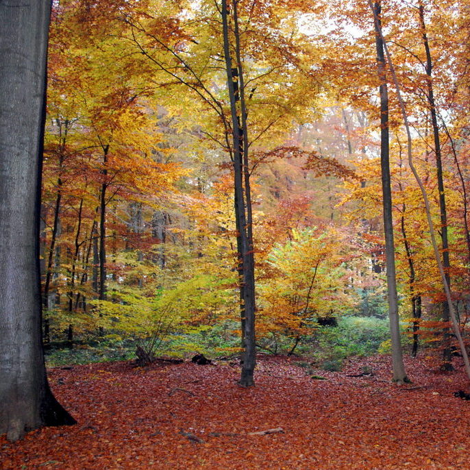 im Wald, hier findet der Baumkurs statt