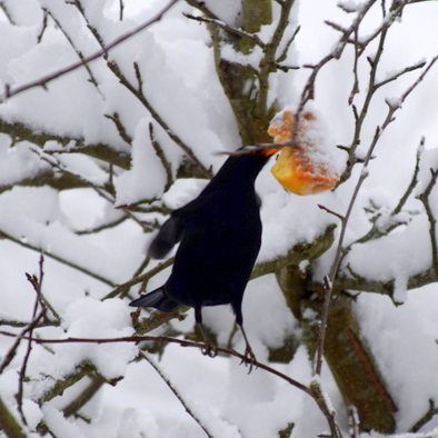 Apfel und Amsel