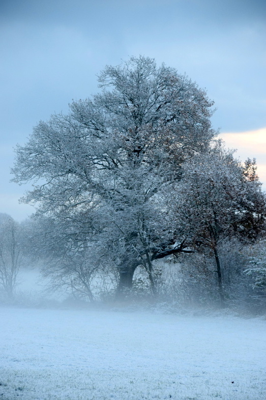 Bäume im Schnee