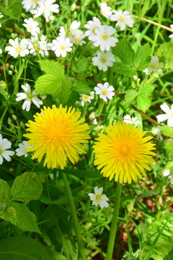 Löwenzahn und Sternmiere