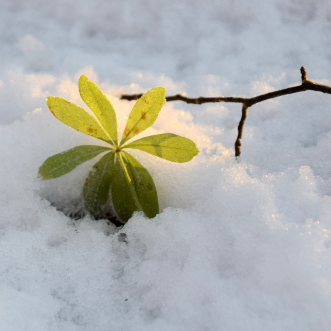 Waldmeister