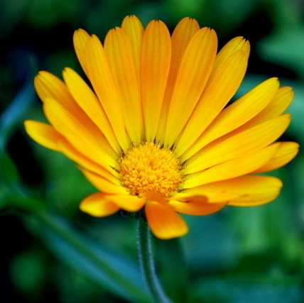 Ringelblume Ringelblume