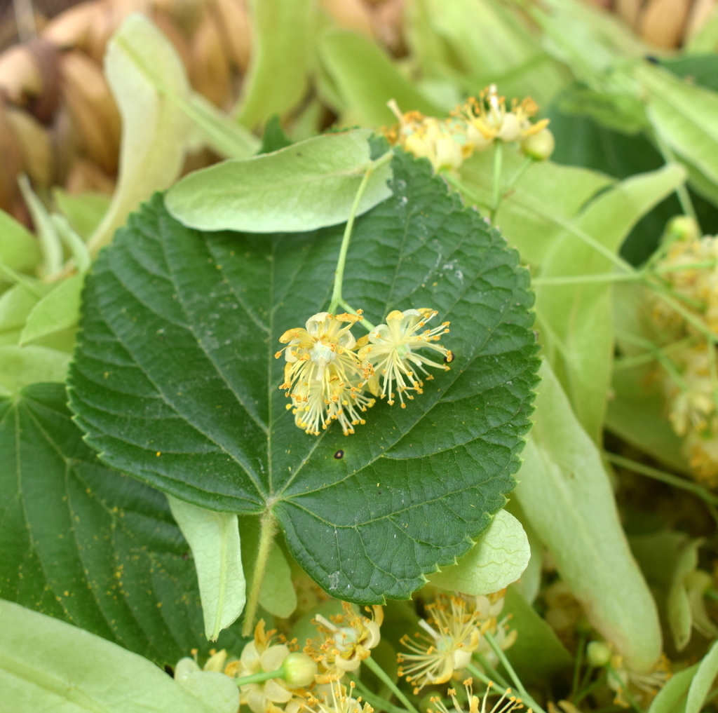 Lindenblüte im Kräuter-Webinar Linde