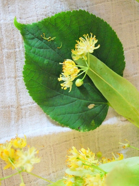 Lindenblatt und -blüte