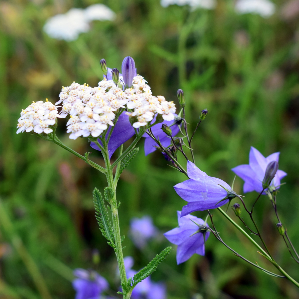 Schafgarbe und Glockenblume