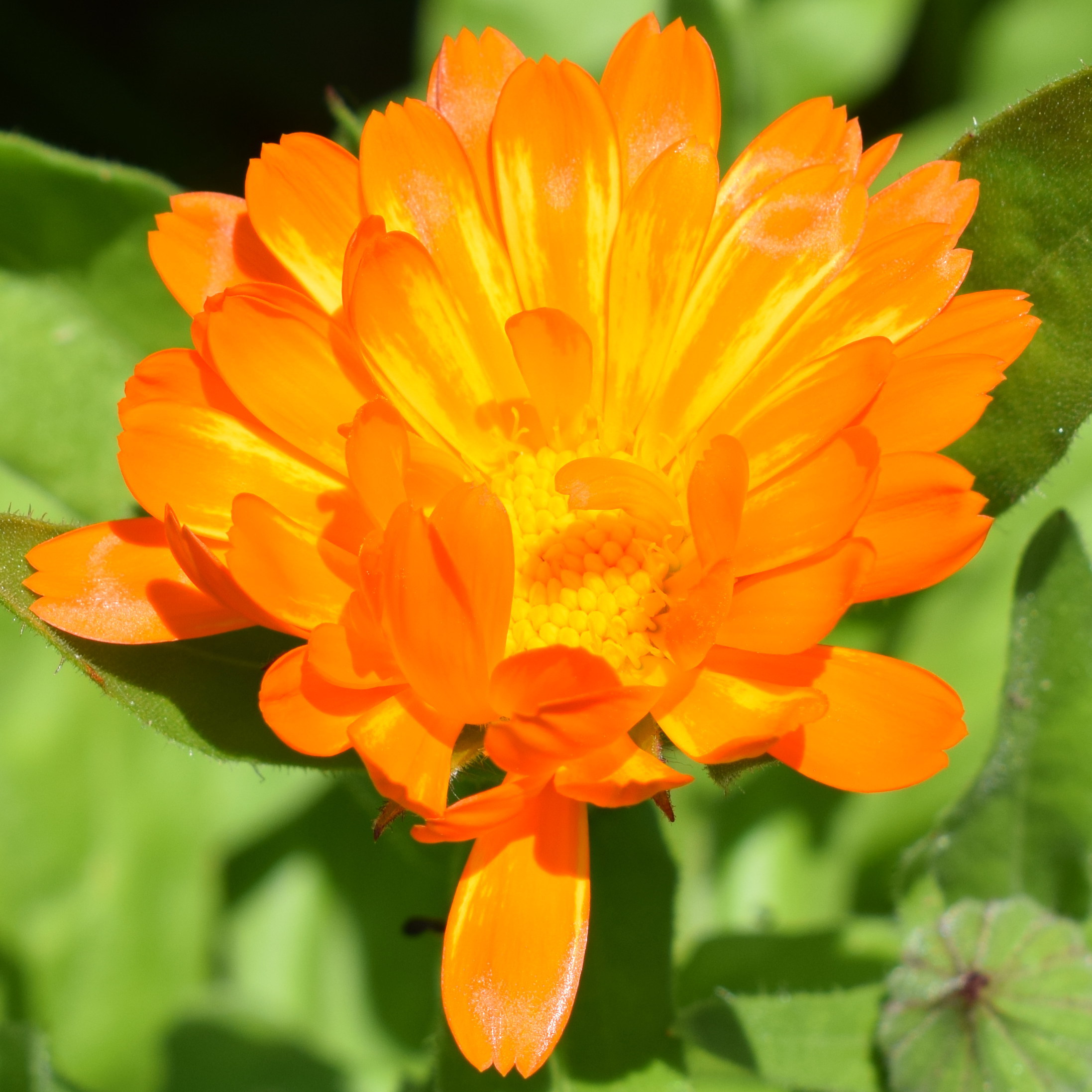 Ringelblume Ringelblume