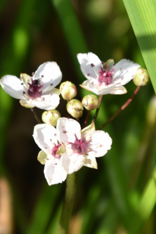 Schwanenblume