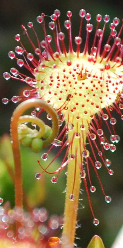 Sonnentau im Dosenmoor